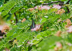 Graphium doson eleius