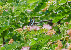 Graphium doson eleius