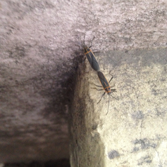 Stenomacra marginella