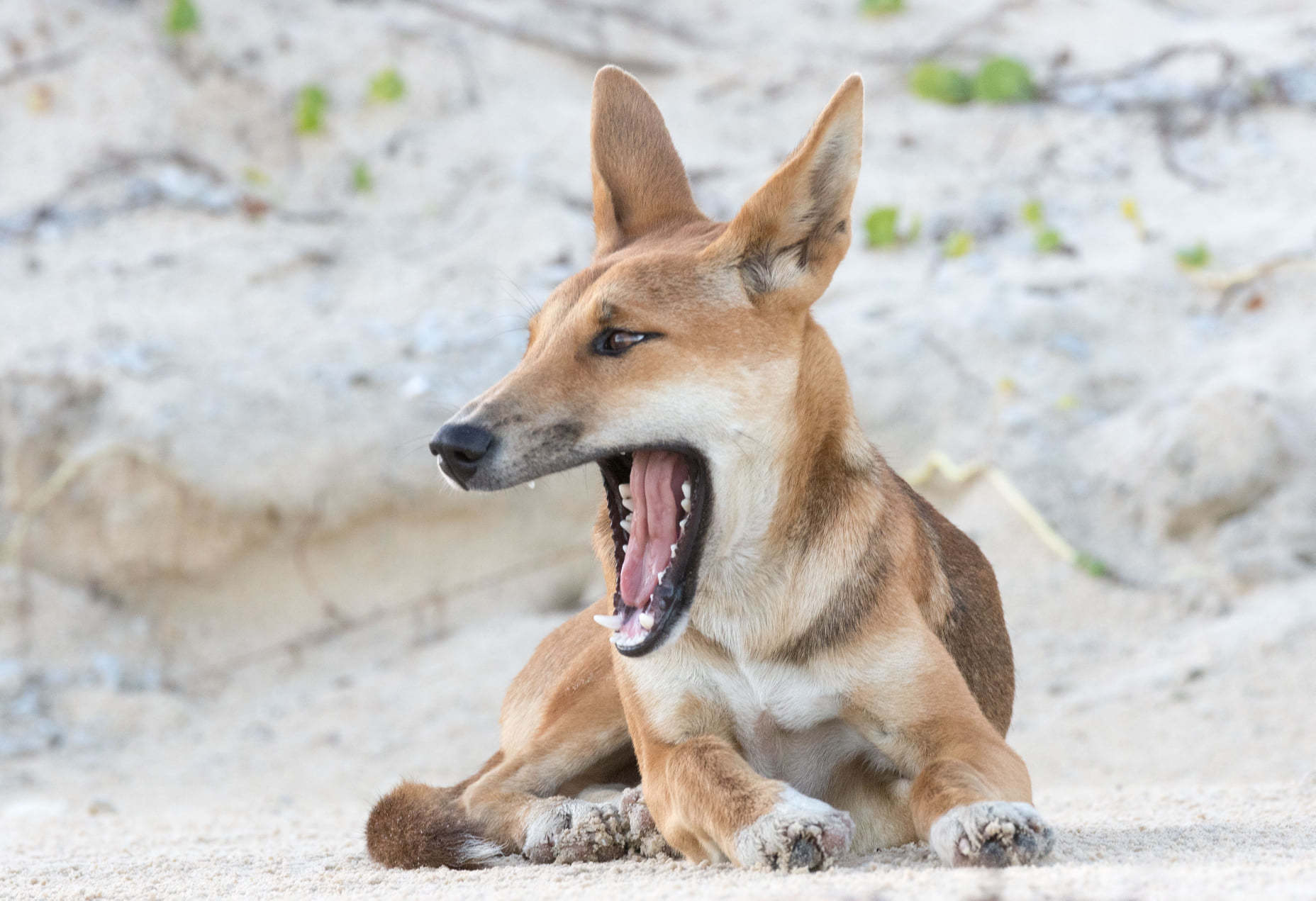 Dingo (Subspecies Canis familiaris dingo) · iNaturalist