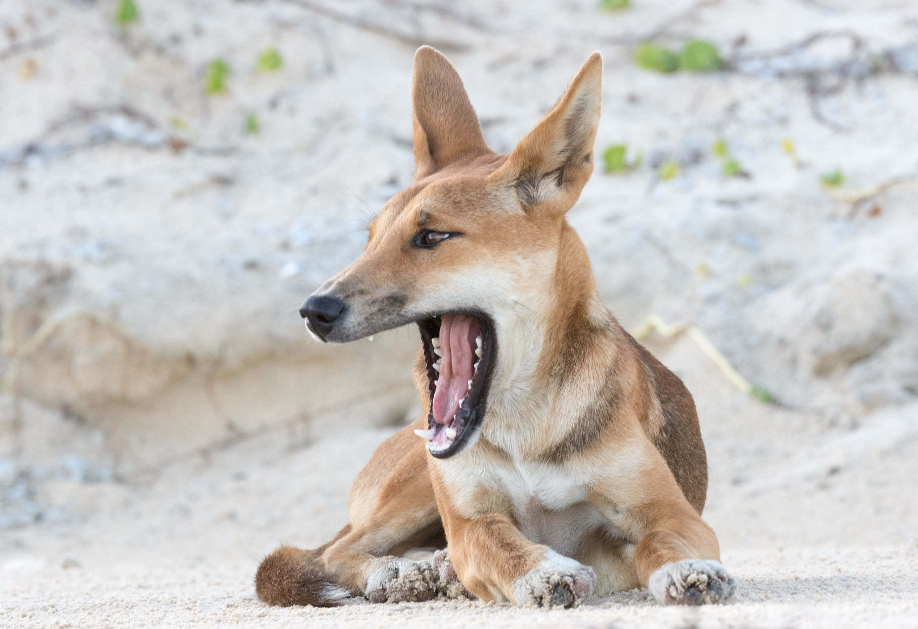 a que familia pertenece el dingo