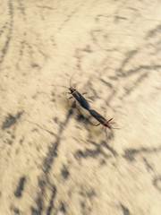 Stenomacra marginella