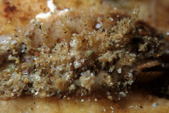 Acanthochitona pilsbryi