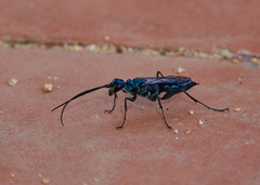 Trirogma caerulea