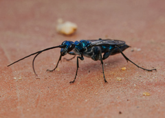 Trirogma caerulea
