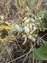 Astragalus testiculatus