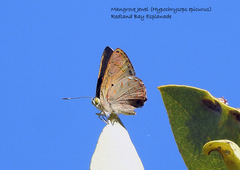 Hypochrysops epicurus