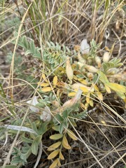 Astragalus testiculatus