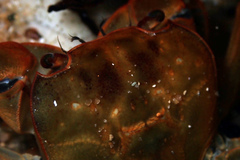 Cyclograpsus audouinii