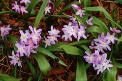 Scilla