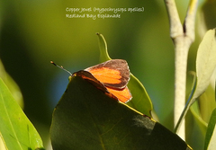 Hypochrysops apelles