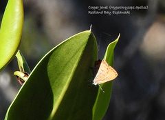 Hypochrysops apelles