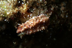 Plesiocolochirus ignavus