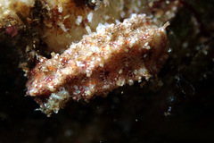 Plesiocolochirus ignavus