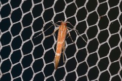 Labdia schismatias