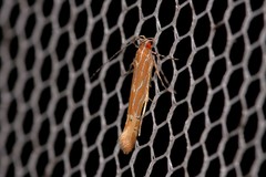 Labdia schismatias
