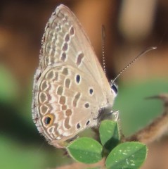 Euchrysops subpallida