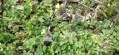 Nonea flavescens