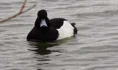 Aythya fuligula