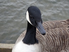 Branta canadensis