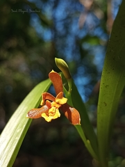 Prosthechea livida