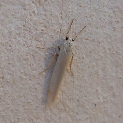 Eilema interpositella