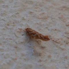 Pyroderces argyrogrammos