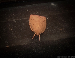 Euchaetis holoclera