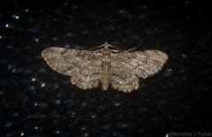 Chloroclystis mniochroa