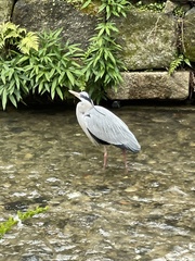 Ardea cinerea