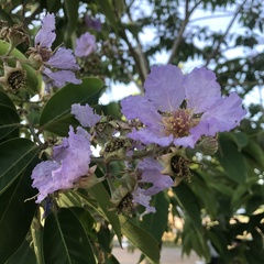 Lagerstroemia