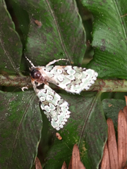 Bryolymnia viridata