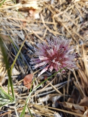 Allium burlewii
