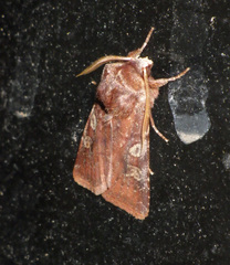 Cerastis leucographa