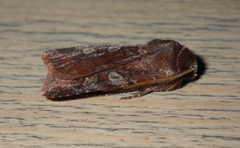 Cerastis leucographa