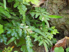 Pteris ensiformis