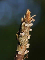 Marasmiellus affixus