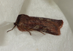 Cerastis leucographa