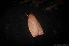 Euchaetis holoclera