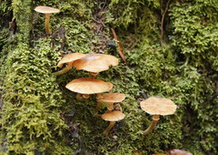 Armillaria hinnulea