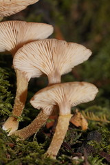 Armillaria hinnulea