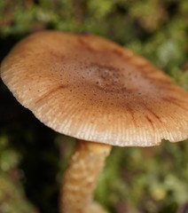 Armillaria hinnulea