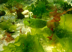 Scobinichthys granulatus