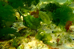 Scobinichthys granulatus