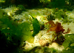 Scobinichthys granulatus