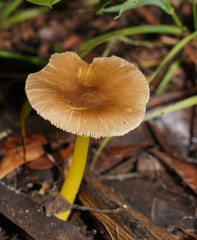 Pluteus pauperculus