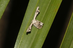 Antiplecta triangularis