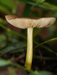 Pluteus pauperculus