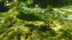 Scobinichthys granulatus