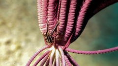 Allogalathea elegans